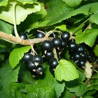 Смородина черная БАГИРА в Жодино