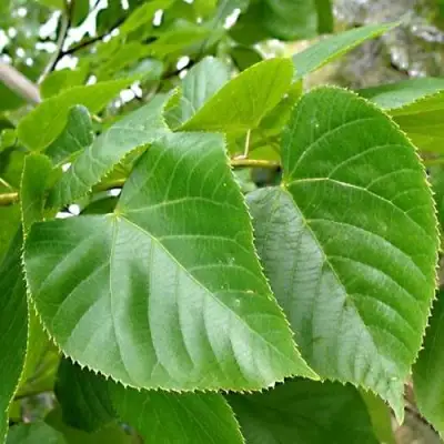 Липа мелколистная в Жодино