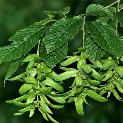 Граб  в Жодино