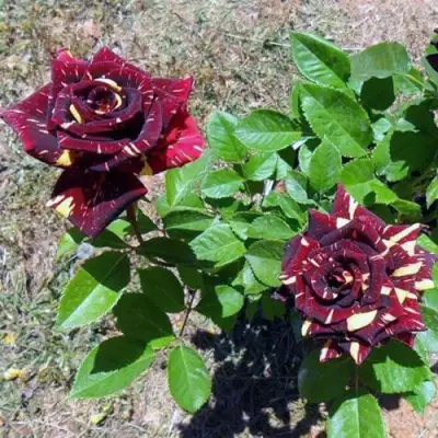 Роза АБРАКАДАБРА чайно-гибридная в Жодино