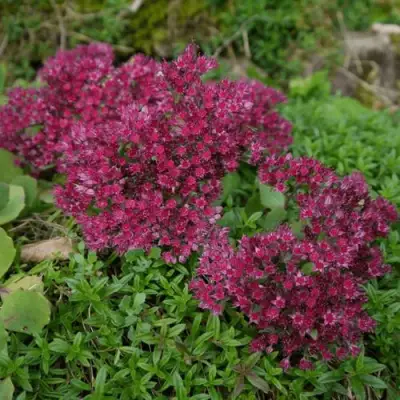 Очиток (седум) РУБИ ГЛОУ скальный в Жодино