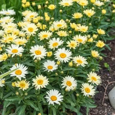 Нивяник БРОДВЕЙ ЛАЙТС великолепный в Жодино