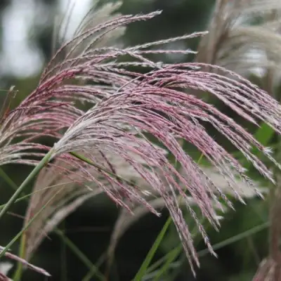 Мискантус МАЛЕПАРТУС китайский  в Жодино
