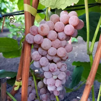 Виноград РИЛАЙНС ПИНК СИДЛИС в Жодино