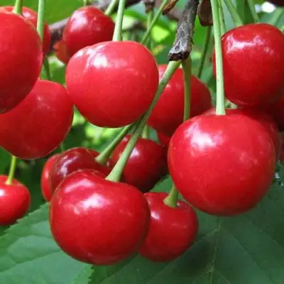 Дюк ПРЕВОСХОДНАЯ ВЕНЬЯМИНОВА в Жодино