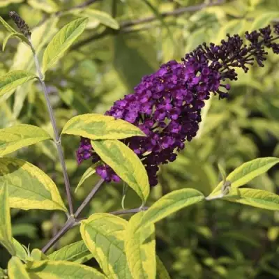 Буддлея давида САНТАНА  в Жодино