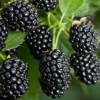 Ежевика ЧЕРНАЯ МАГИЯ ремонтантная  в Жодино