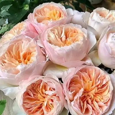 Роза ДЖУЛЬЕТТА английская в Жодино