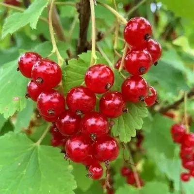 Смородина красная МААРСЕС ПРОМИНЕНТ в Жодино