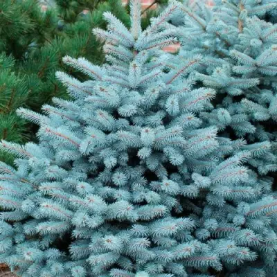 Ель СУПЕР БЛЮ СИДЛИНГ колючая в Жодино
