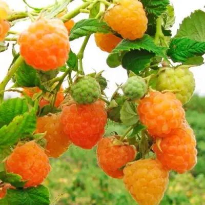 Малина ЗОЛОТЫЕ КУПОЛА в Жодино