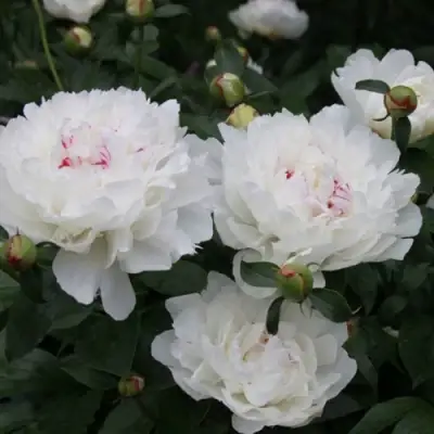 Пион ФЕСТИВА МАКСИМА травянистый в Жодино