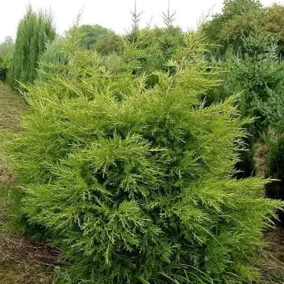 Можжевельник КУРИВАО ГОЛД китайский в Жодино