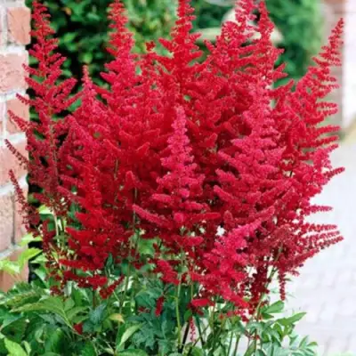 Астильба БУРГУНДИ РЕД Арендса в Жодино