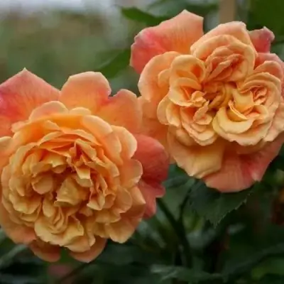 Роза АЛОХА плетистая в Жодино