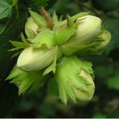 Фундук ТАМБОВСКИЙ ПОЗДНИЙ в Жодино