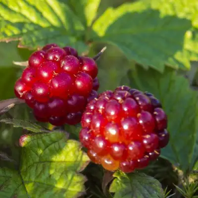 Княженика ЛИНДА в Жодино