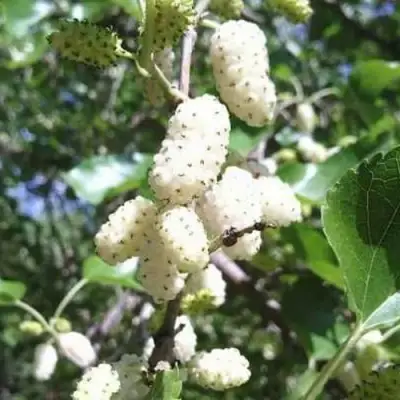 Шелковица БЕЛАЯ МЕДОВАЯ в Жодино