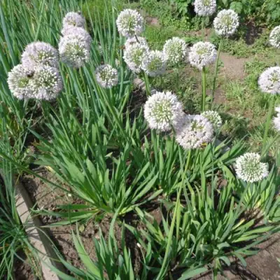 Лук слизун в Жодино