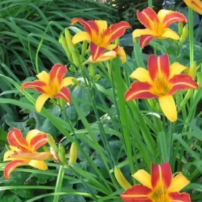 Лилейник ФРАНС ХАЛС в Жодино