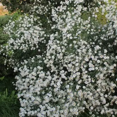 Болтония СНОУБЭНК в Жодино