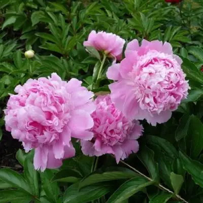 Пион МЕСЬЕ ЖЮЛЬ ЭЛИ травянистый в Жодино