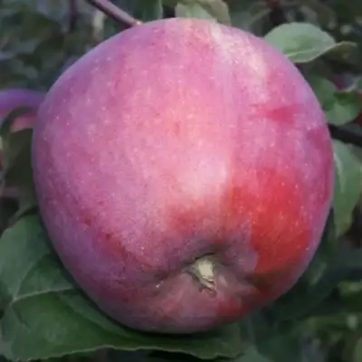 Яблоня ЗОРКА в Жодино