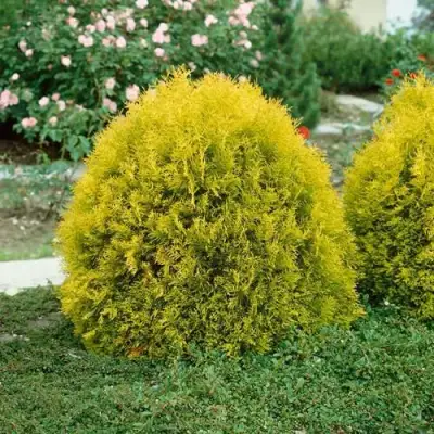 Туя РЕЙНГОЛД западная в Жодино