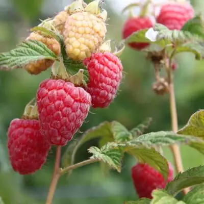 Малина МОЛЛИНГ ДЖУНО в Жодино