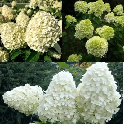 Комплект НЕЖНЫЙ КАПУЧИНО в Жодино