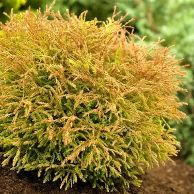 Туя ГОЛДЕН ТАФФЕТ западная в Жодино