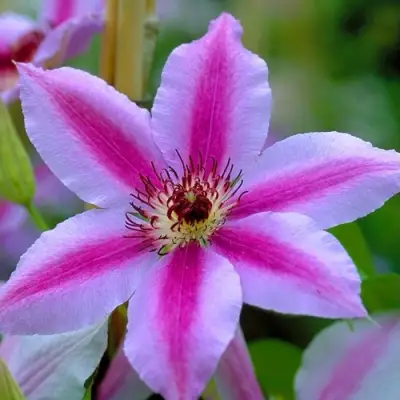 Клематис НЕЛЛИ МОЗЕР в Жодино