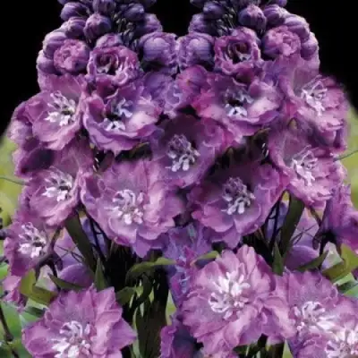 Дельфиниум ДЕЛЬФИС ПИНК ПАУЭ высокий в Жодино