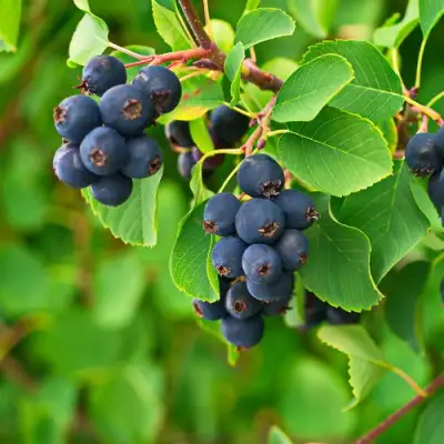 Ирга КОЛОСИСТАЯ в Жодино