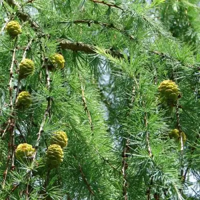 Лиственница КЕМПФЕРА в Жодино