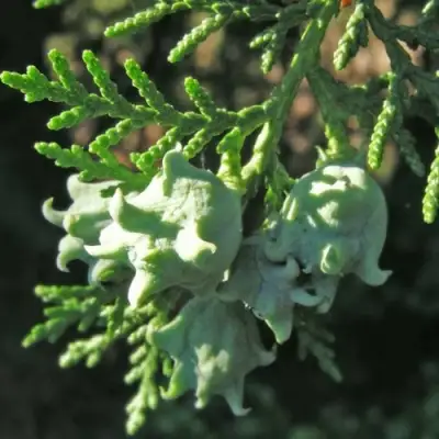 Туя восточная в Жодино