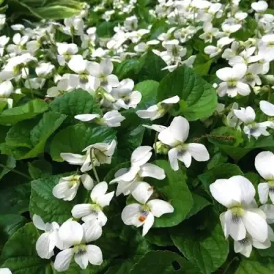 Фиалка АЛЬБИФЛОРА сестринская в Жодино