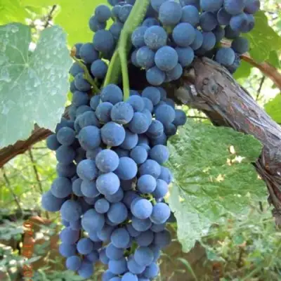 Виноград ВЕНУС в Жодино