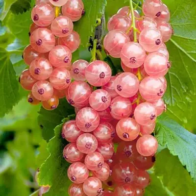 Смородина белая ПРЫГАЖУНЯ (РОЗОВАЯ) в Жодино