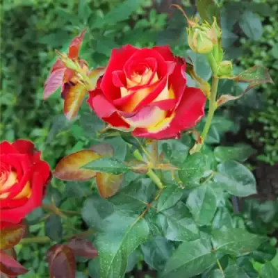 Роза ФРЕНДШИП чайно-гибридная в Жодино