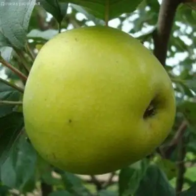 Яблоня КОШТЕЛЯ в Жодино