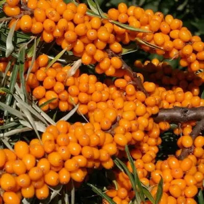 Облепиха АЛТАЙСКАЯ в Жодино