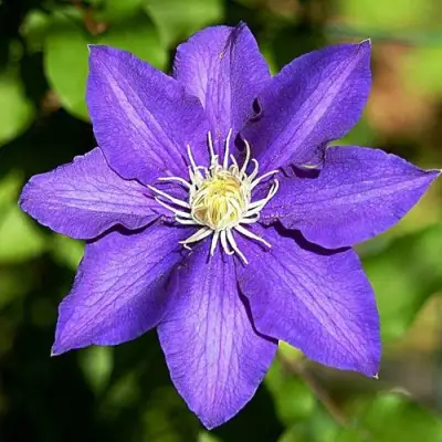 Клематис ЗЕ ПРЕЗИДЕНТ в Жодино