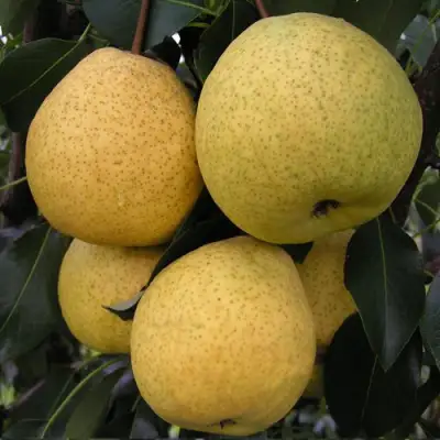 Груша ВЕЛИКАЯ ЛЕТНЯЯ (БОЛЬШАЯ ЛЕТНЯЯ) в Жодино