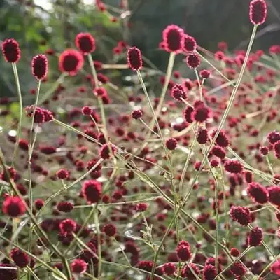 Кровохлебка ЧОКОЛАТ ТИП в Жодино