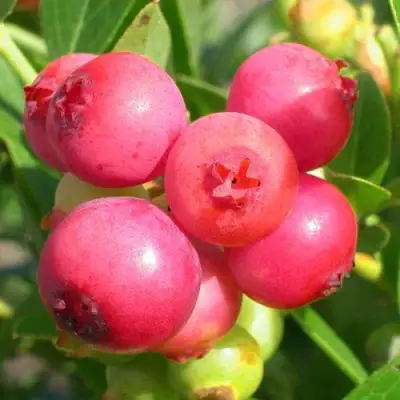 Голубика ПИНК ЛИМОНАД в Жодино