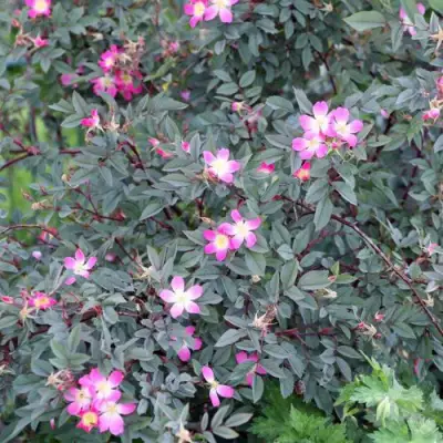 Роза сизая в Жодино