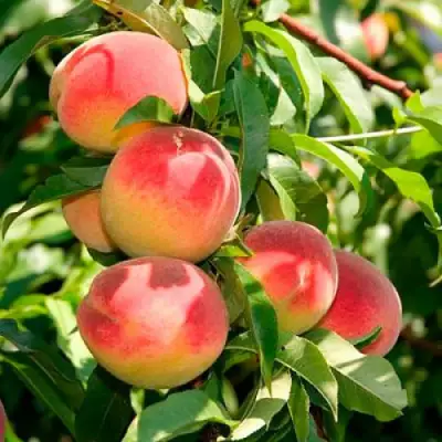 Персик ДИВНЫЙ в Жодино