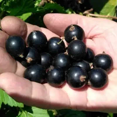 Смородина черная ЧЕРНООКАЯ в Жодино