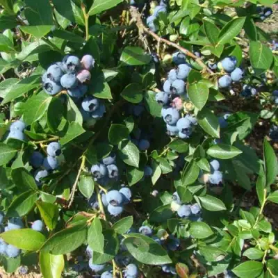 Голубика БЛЮЭТТА в Жодино